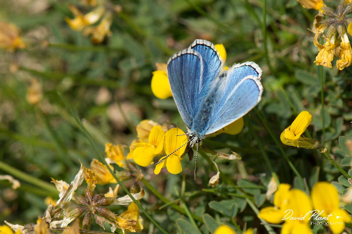 David Plant Photography - Wildlife Photography - Adonis blue - A.jpg - Adonis blue - West Sussex