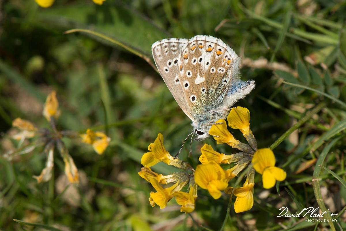 David Plant Photography - Wildlife Photography - Adonis blue - B.jpg - Adonis blue - West Sussex