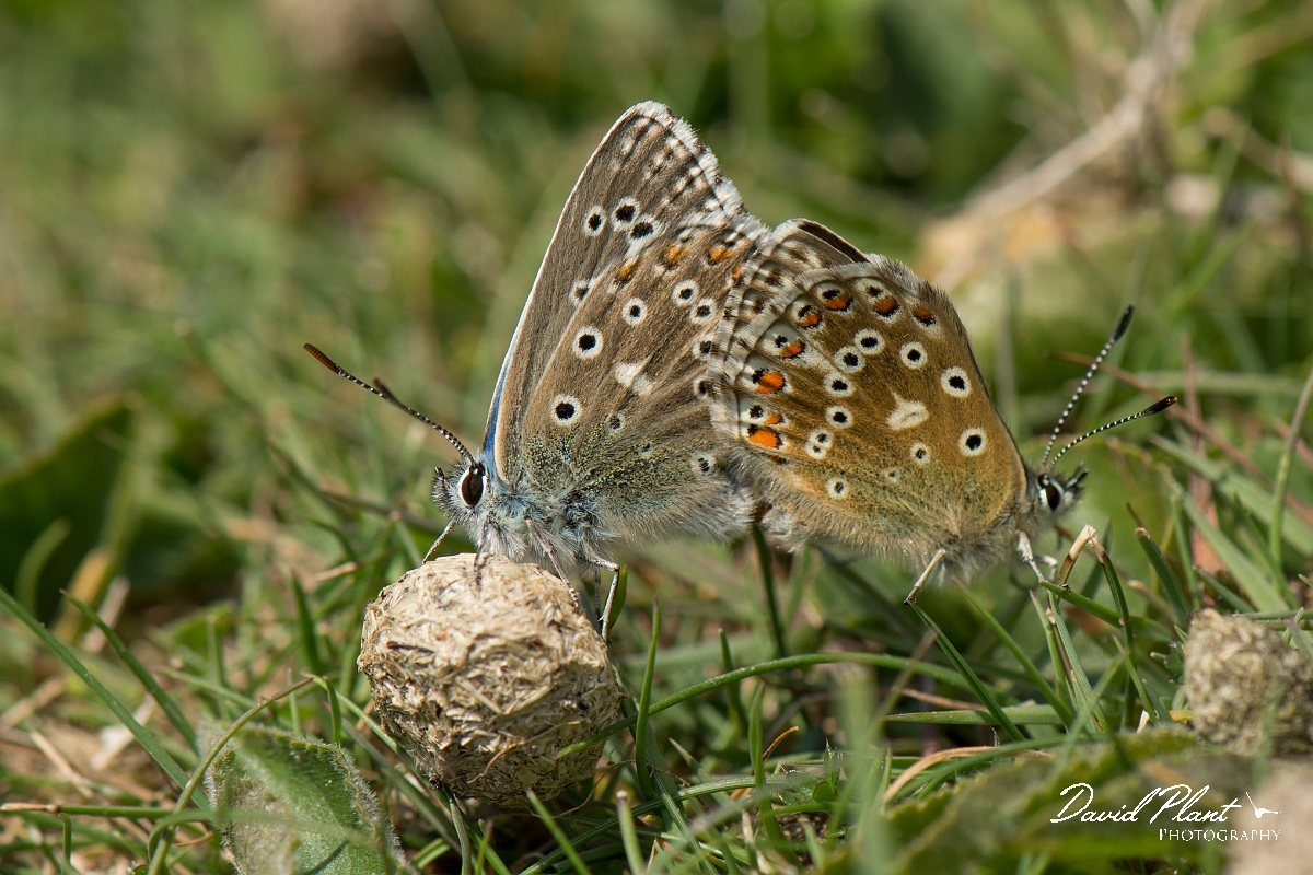 David Plant Photography - Wildlife Photography - Adonis blue - D.jpg - Adonis blue mating - West Sussex