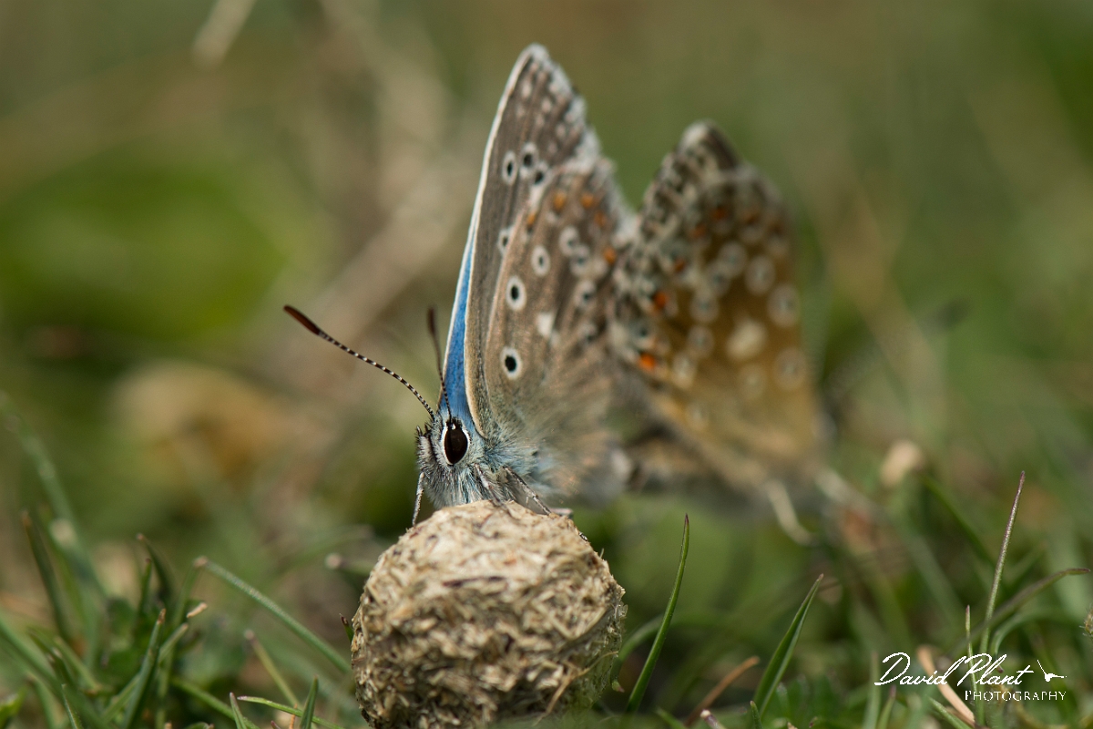 David Plant Photography - Wildlife Photography - Adonis blue - E.jpg - Adonis blue mating - West Sussex