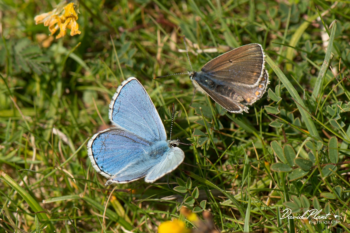 David Plant Photography - Wildlife Photography - Adonis blue - F.jpg - Adonis blue pair - West Sussex