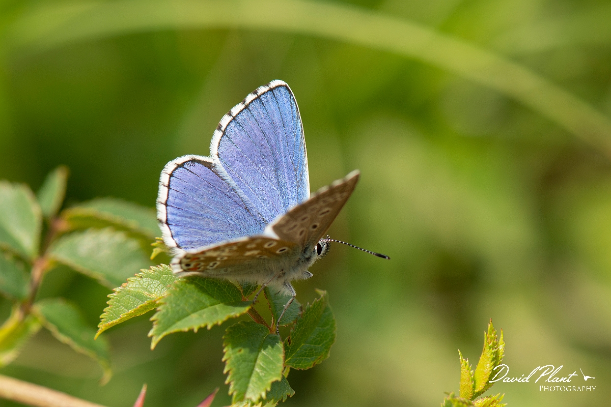 David Plant Photography - Wildlife Photography - Adonis blue - H.jpg - Adonis blue, male - Kent