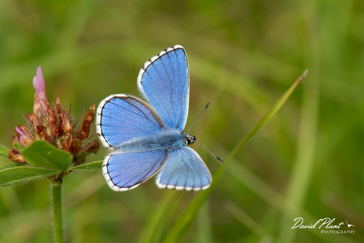 David Plant Photography - Wildlife Photography - Adonis blue - I.jpg - Adonis blue, male - Kent