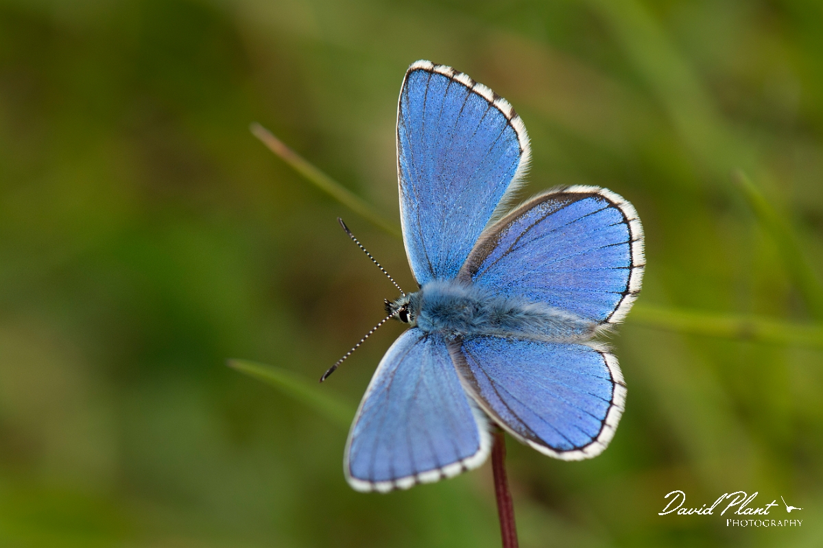 David Plant Photography - Wildlife Photography - Adonis blue - J.jpg - Adonis blue, male - Kent
