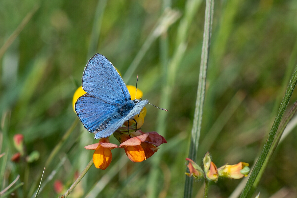 David Plant Photography - Wildlife Photography - Adonis blue - K.jpg - Adonis blue, Polyommatus bellargus, male - Wiltshire