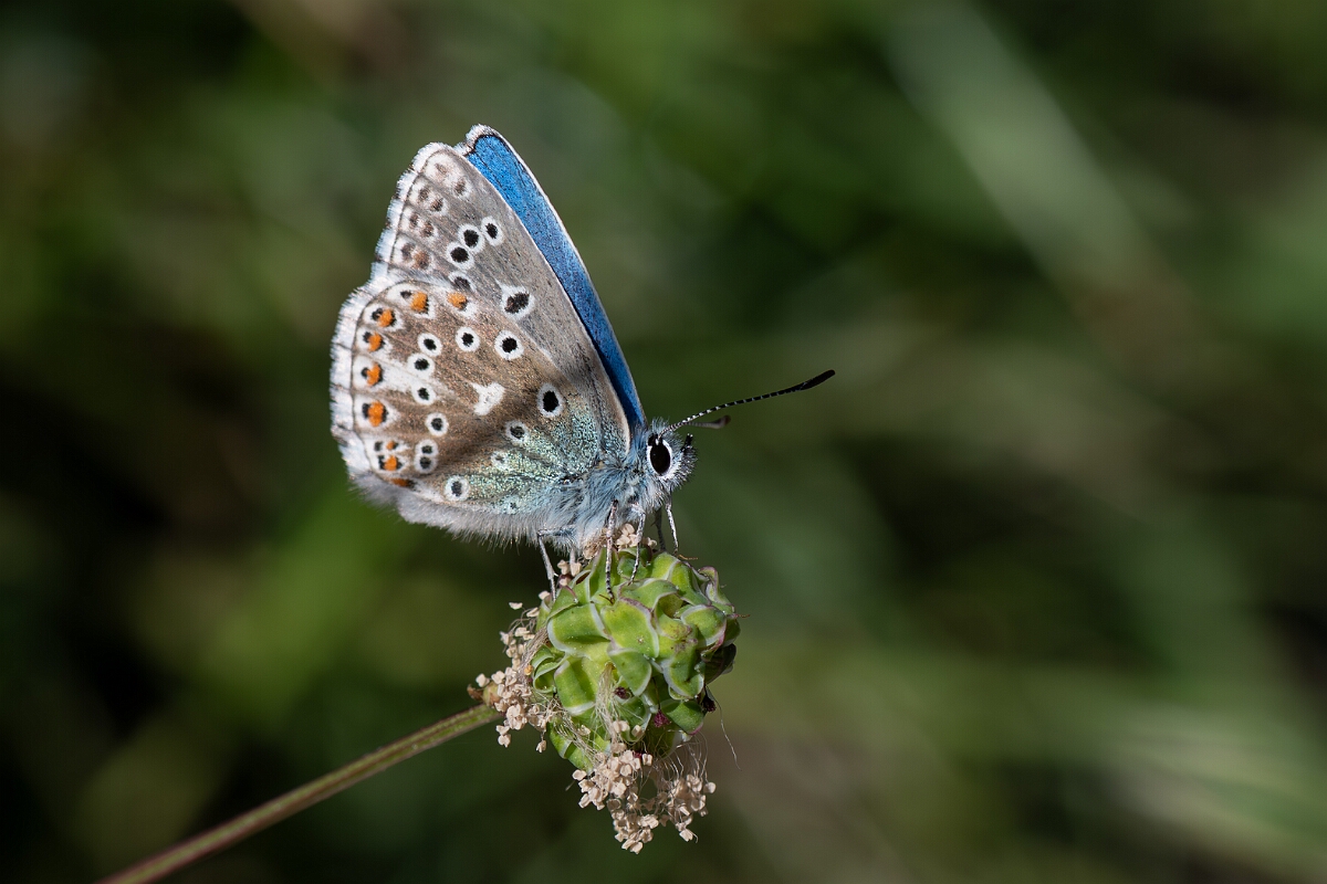 David Plant Photography - Wildlife Photography - Adonis blue - M.jpg - Adonis blue, Polyommatus bellargus, male - Wiltshire