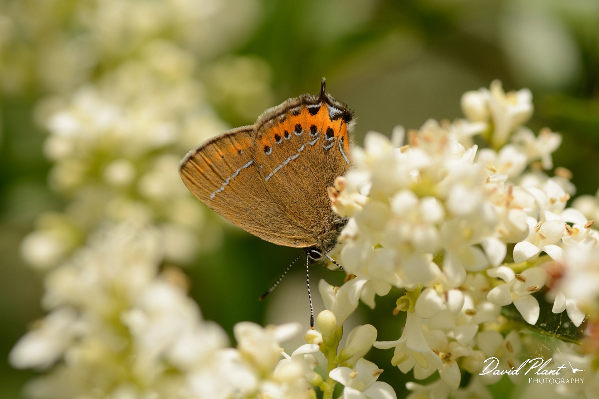 David Plant Photography - Wildlife Photography - Black hairstreak - A.jpg - Black hairstreak on privet - Oxfordshire