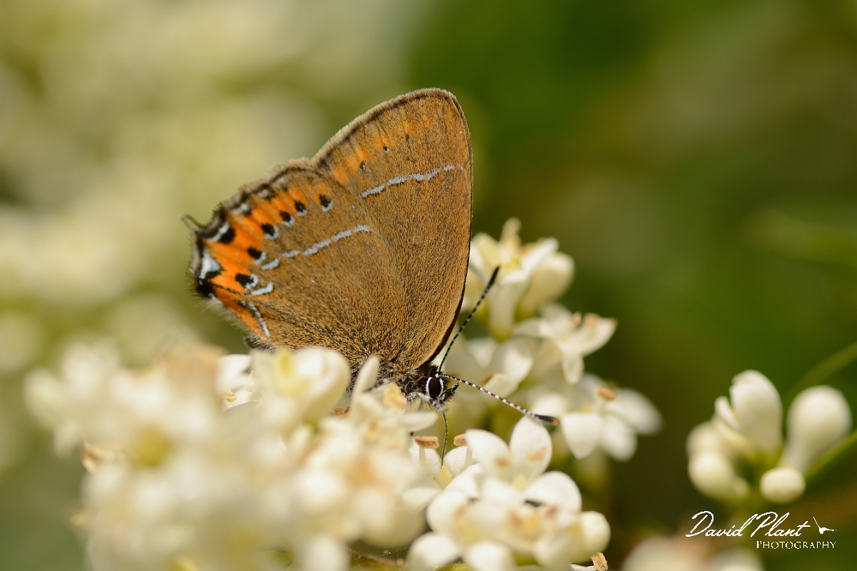David Plant Photography - Wildlife Photography - Black hairstreak - B.jpg - Black hairstreak on privet - Oxfordshire