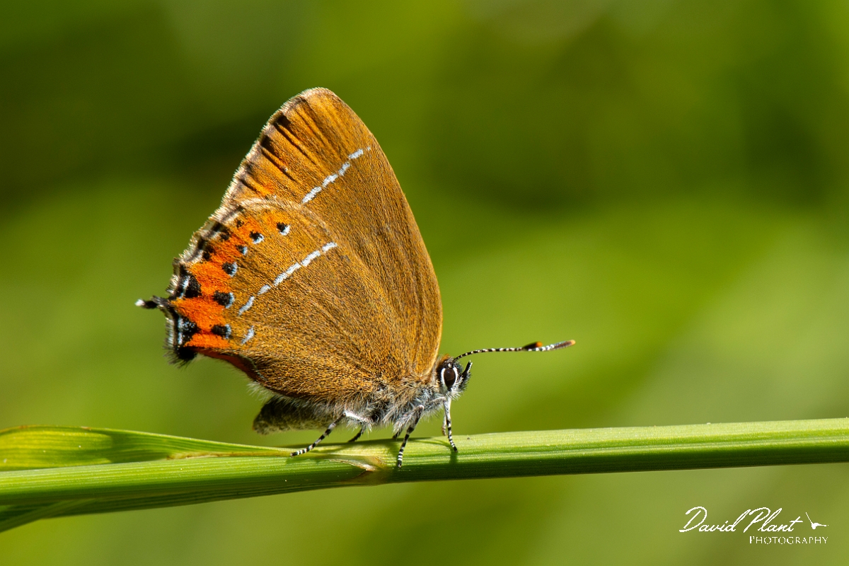 David Plant Photography - Wildlife Photography - Black hairstreak - C.jpg - Black hairstreak - Cambridgeshire