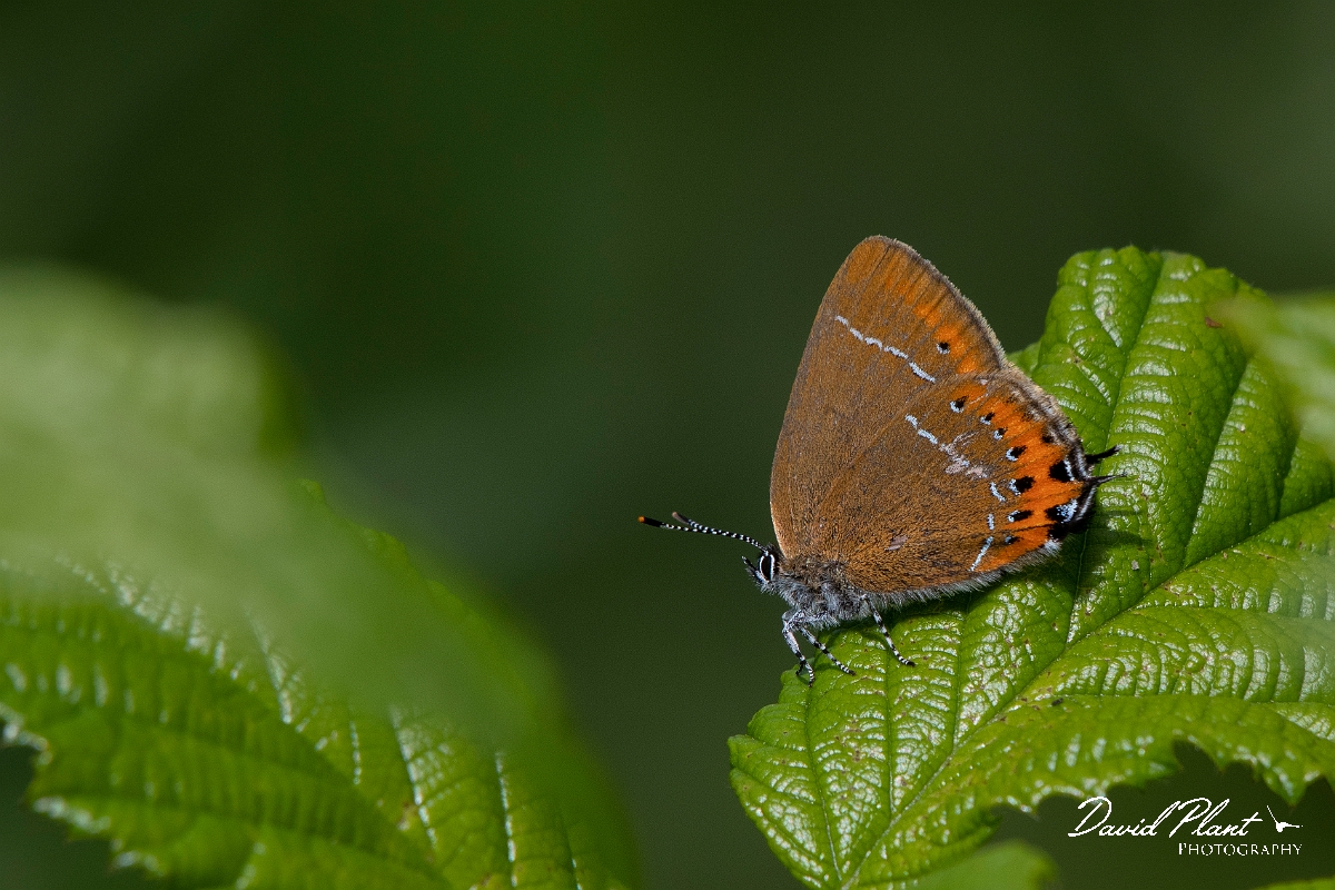 David Plant Photography - Wildlife Photography - Black hairstreak - G.jpg - Black hairstreak - Cambridgeshire