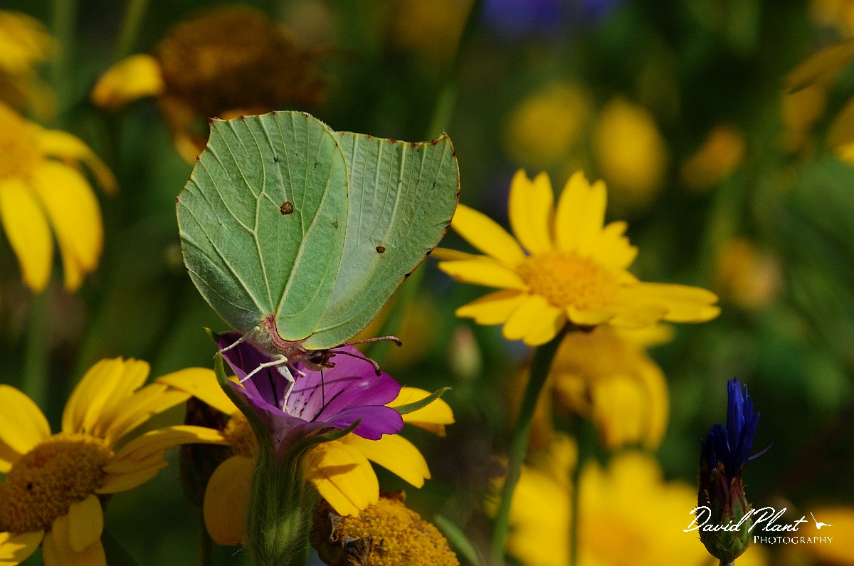 David Plant Photography - Wildlife Photography - Brimstone - A.jpg - Brimstone - Cotswolds