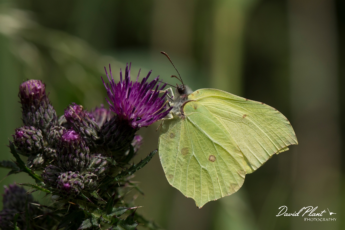 David Plant Photography - Wildlife Photography - Brimstone - D.jpg - Brimstone - Norfolk