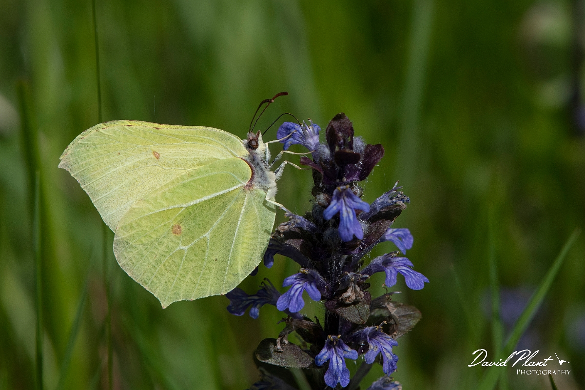 David Plant Photography - Wildlife Photography - Brimstone - E.jpg - Brimstone - Surrey