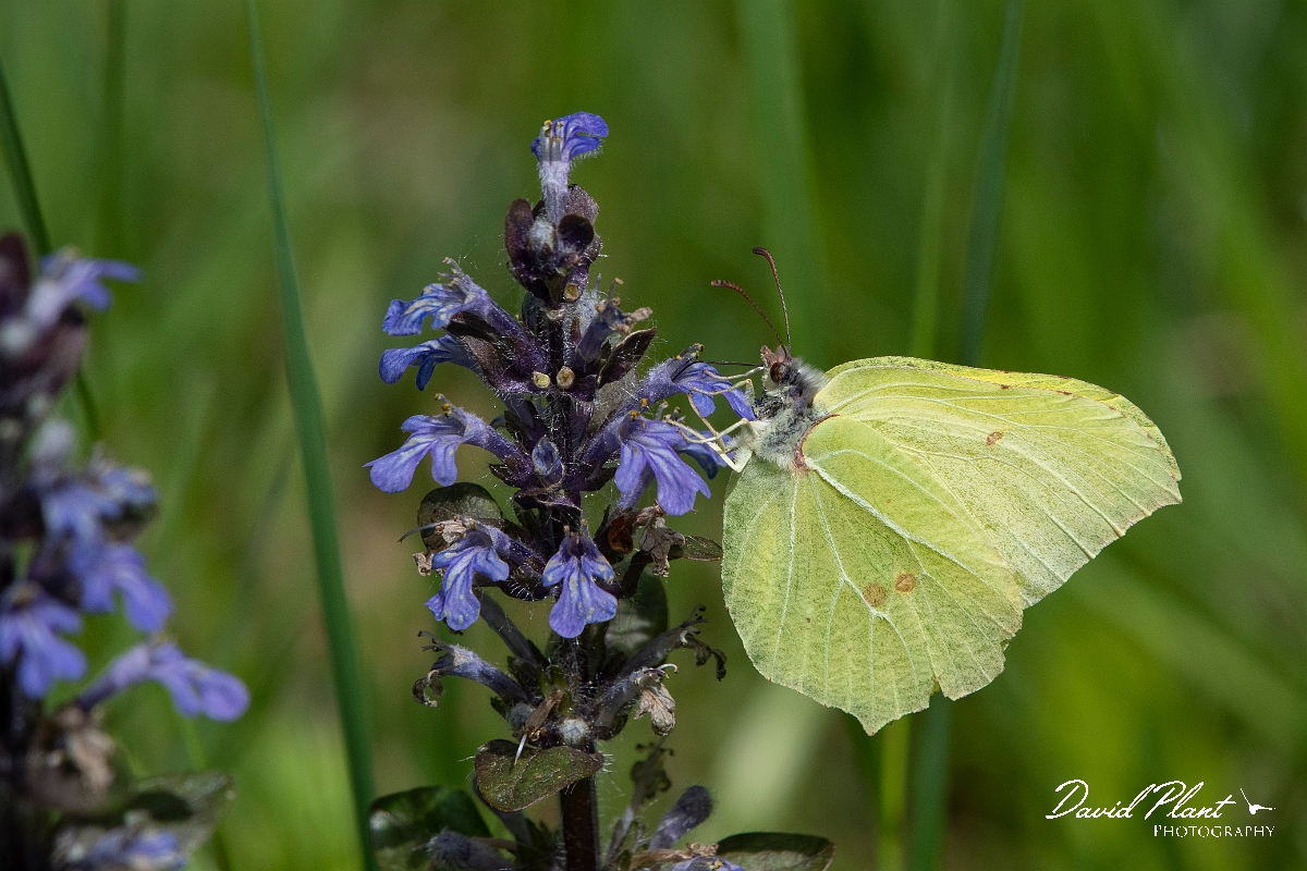 David Plant Photography - Wildlife Photography - Brimstone - F.jpg - Brimstone - Surrey