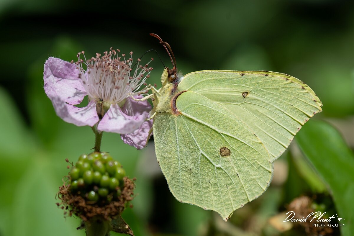 David Plant Photography - Wildlife Photography - Brimstone - I.jpg - Brimstone, Gonepteryx rhamni - North Somerset