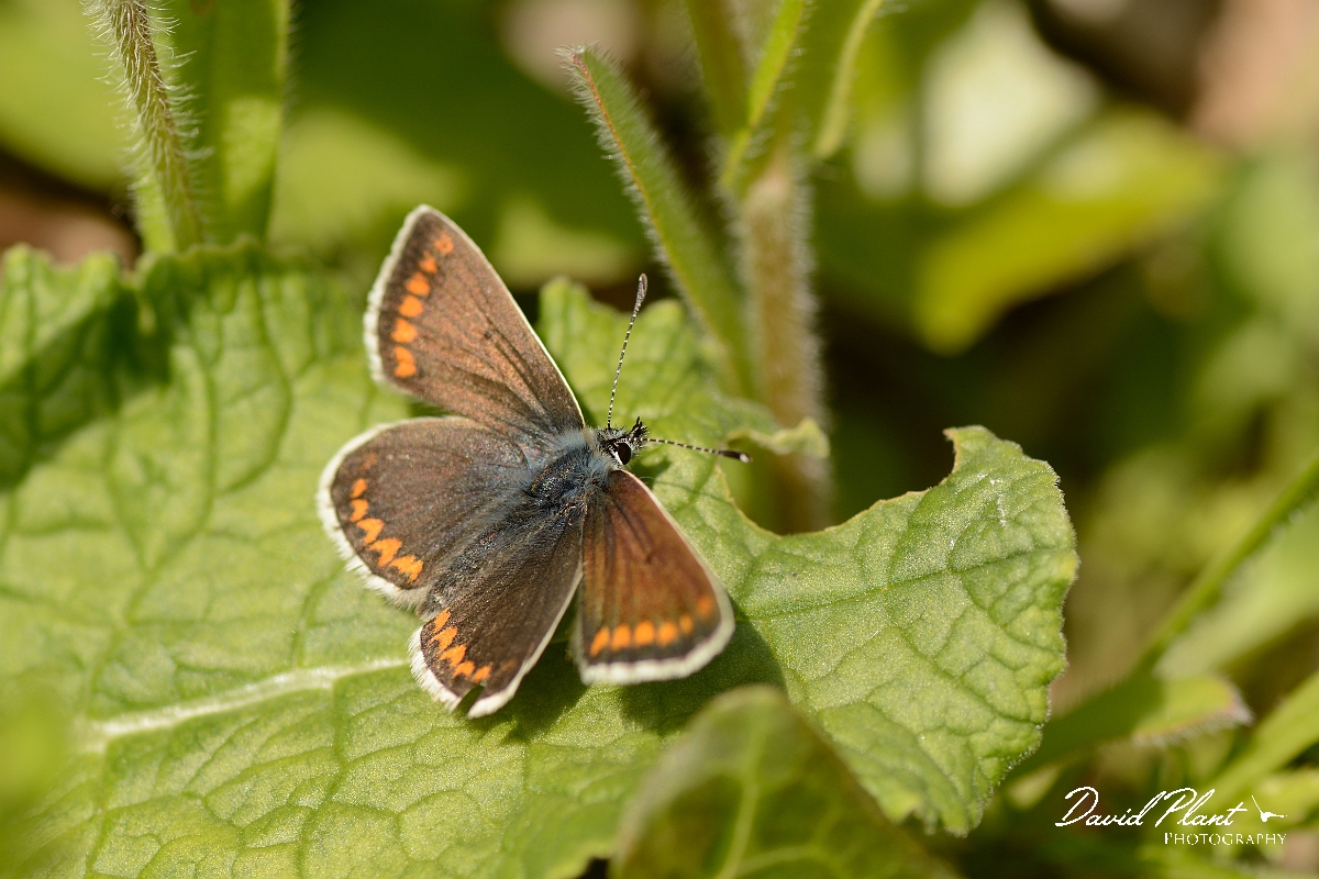 David Plant Photography - Wildlife Photography - Brown argus - A.jpg - Brown argus - Bedfordshire