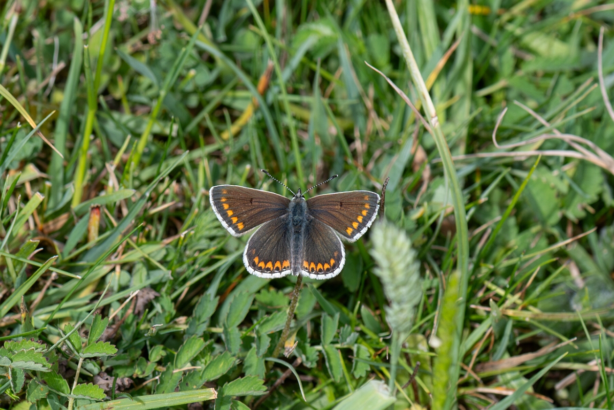 David Plant Photography - Wildlife Photography - Brown argus - C.jpg - Brown argus, Aricia agestis - Wiltshire