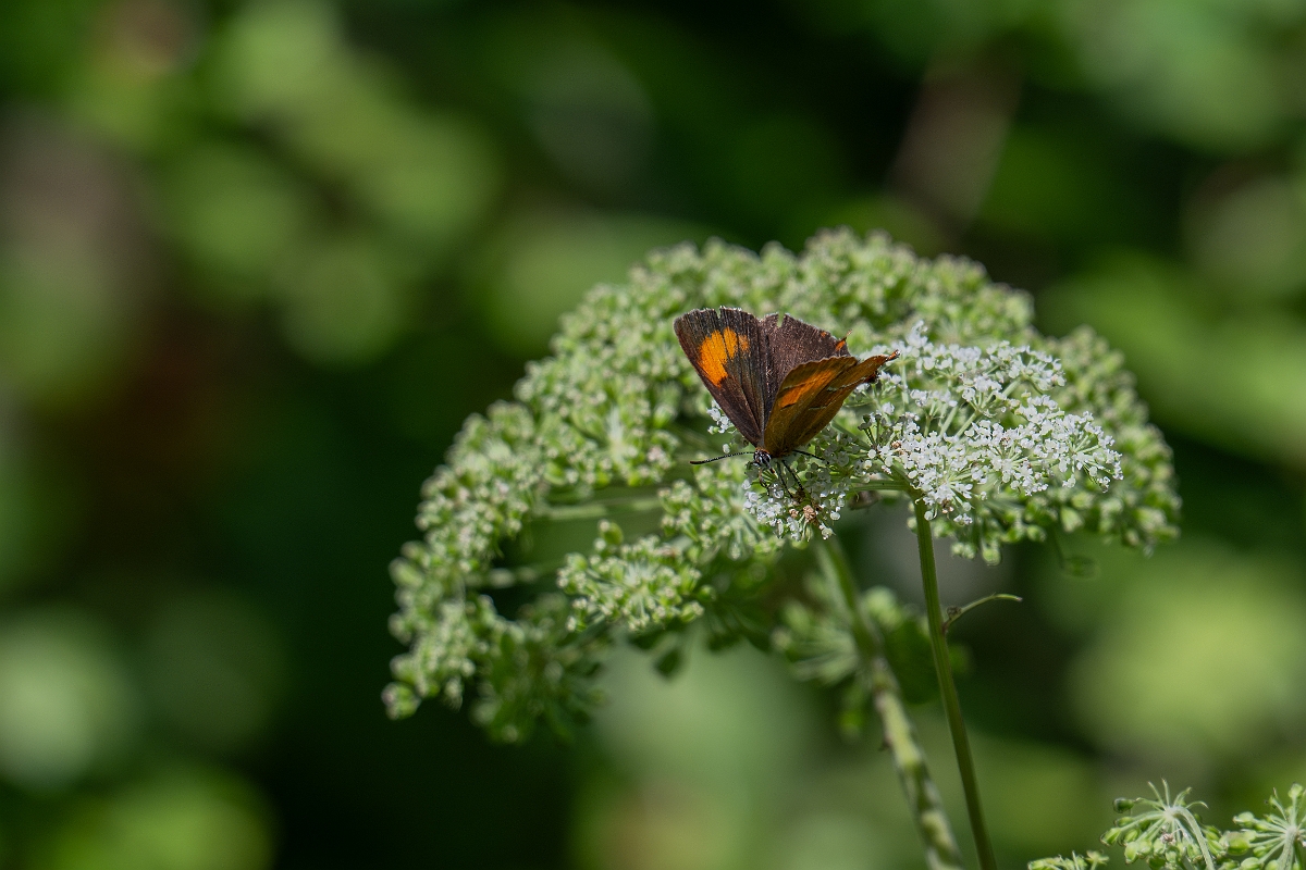 David Plant Photography - Wildlife Photography - Brown hairstreak - A.jpg - Brown hairstreak - Oxfordshire