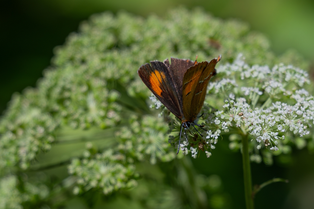 David Plant Photography - Wildlife Photography - Brown hairstreak - B.jpg - Brown hairstreak - Oxfordshire