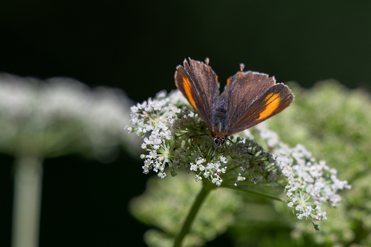 David Plant Photography - Wildlife Photography - Brown hairstreak - D.jpg - Brown hairstreak - Oxfordshire