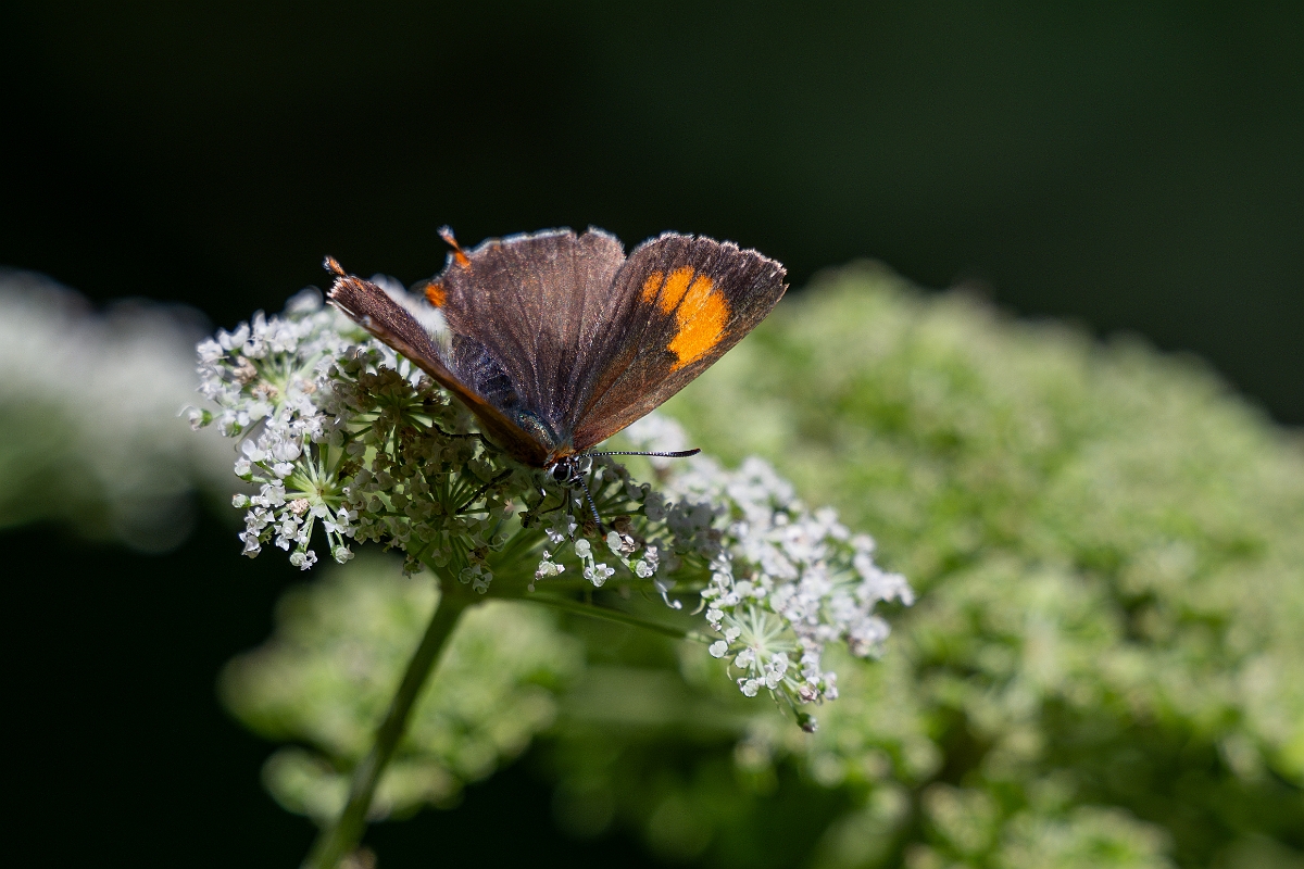 David Plant Photography - Wildlife Photography - Brown hairstreak - E.jpg - Brown hairstreak - Oxfordshire