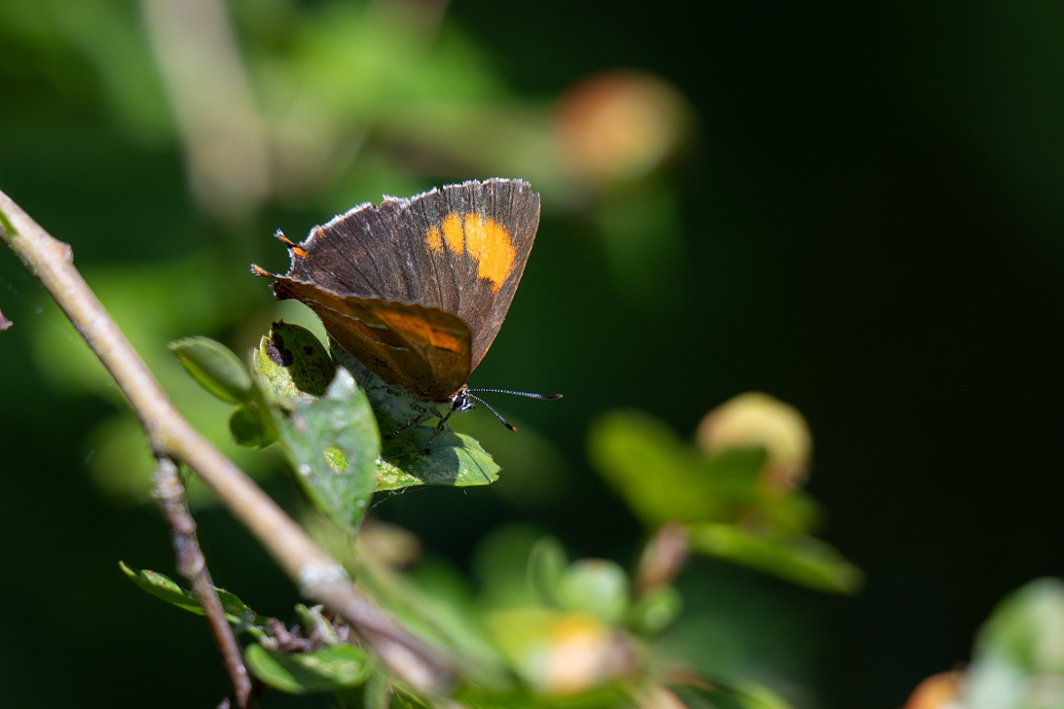 David Plant Photography - Wildlife Photography - Brown hairstreak - F.jpg - Brown hairstreak - Oxfordshire