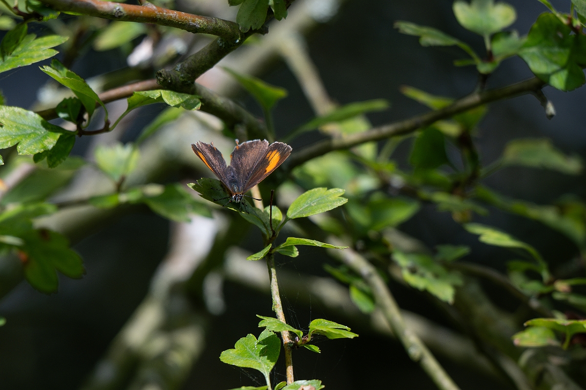 David Plant Photography - Wildlife Photography - Brown hairstreak - G.jpg - Brown hairstreak - Oxfordshire