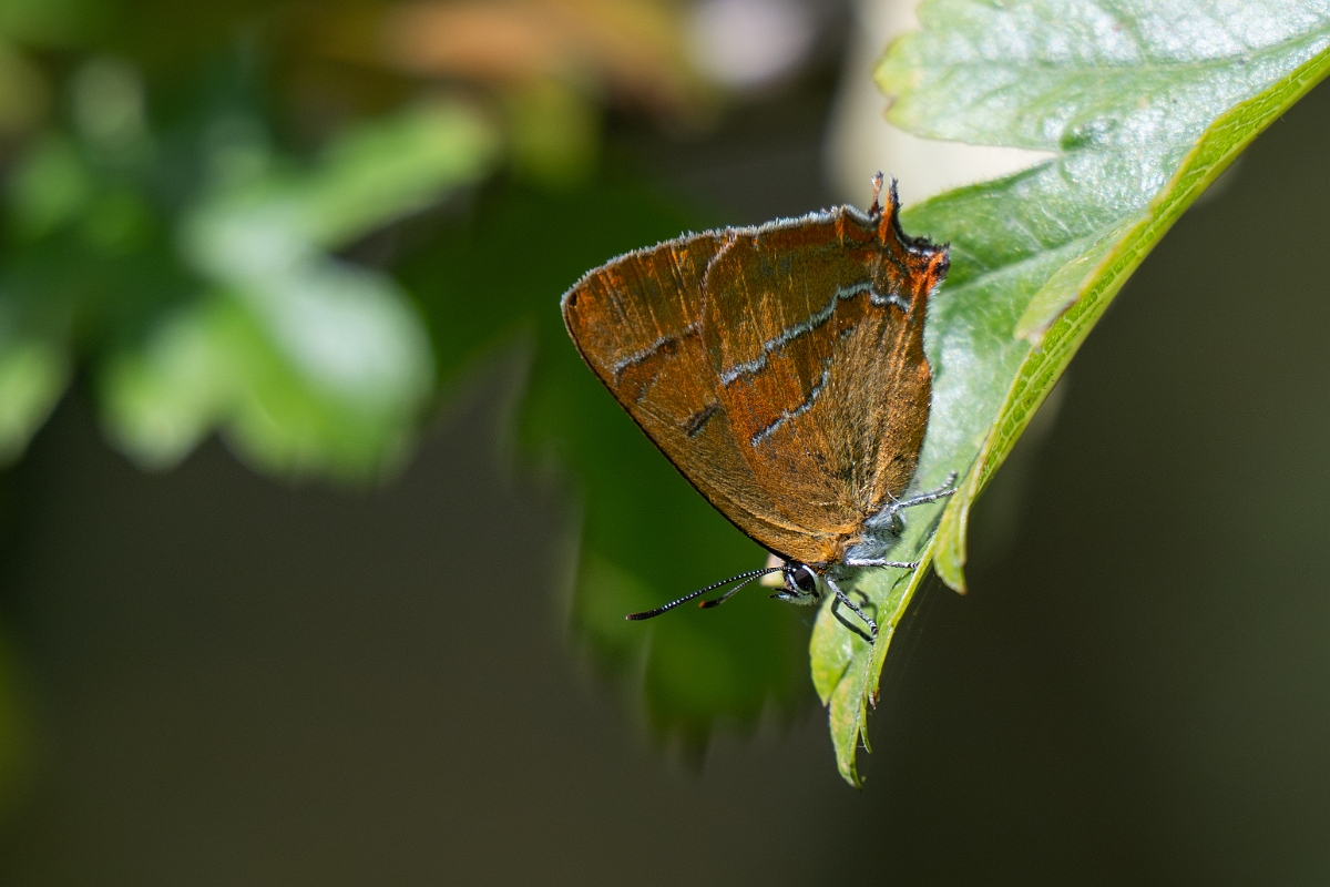 David Plant Photography - Wildlife Photography - Brown hairstreak - H.jpg - Brown hairstreak - Oxfordshire