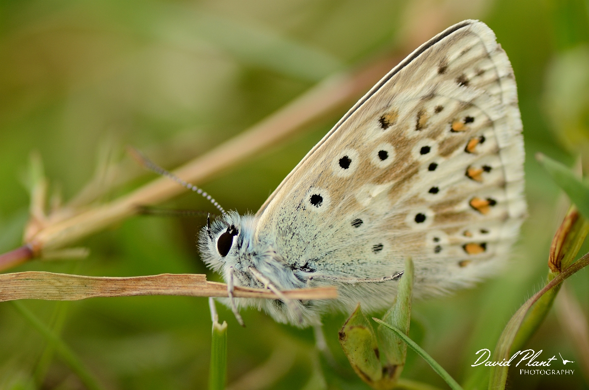 David Plant Photography - Wildlife Photography - Chalkhill blue - B.jpg - Chalkhill blue - Bedfordshire