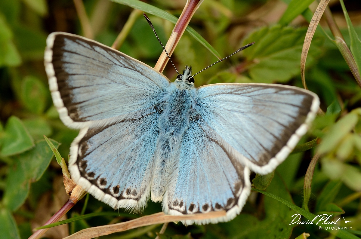 David Plant Photography - Wildlife Photography - Chalkhill blue - C.jpg - Chalkhill blue - Bedfordshire