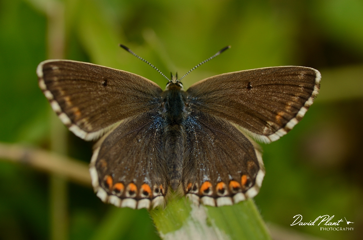 David Plant Photography - Wildlife Photography - Chalkhill blue - D.jpg - Chalkhill blue, female - Bedfordshire