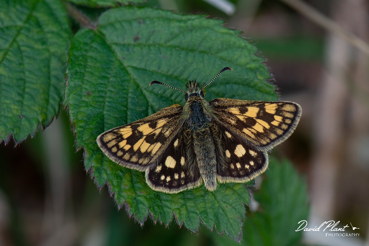 David Plant Photography - Wildlife Photography - Chequered skipper - D.JPG - Chequered skipper - Argyll