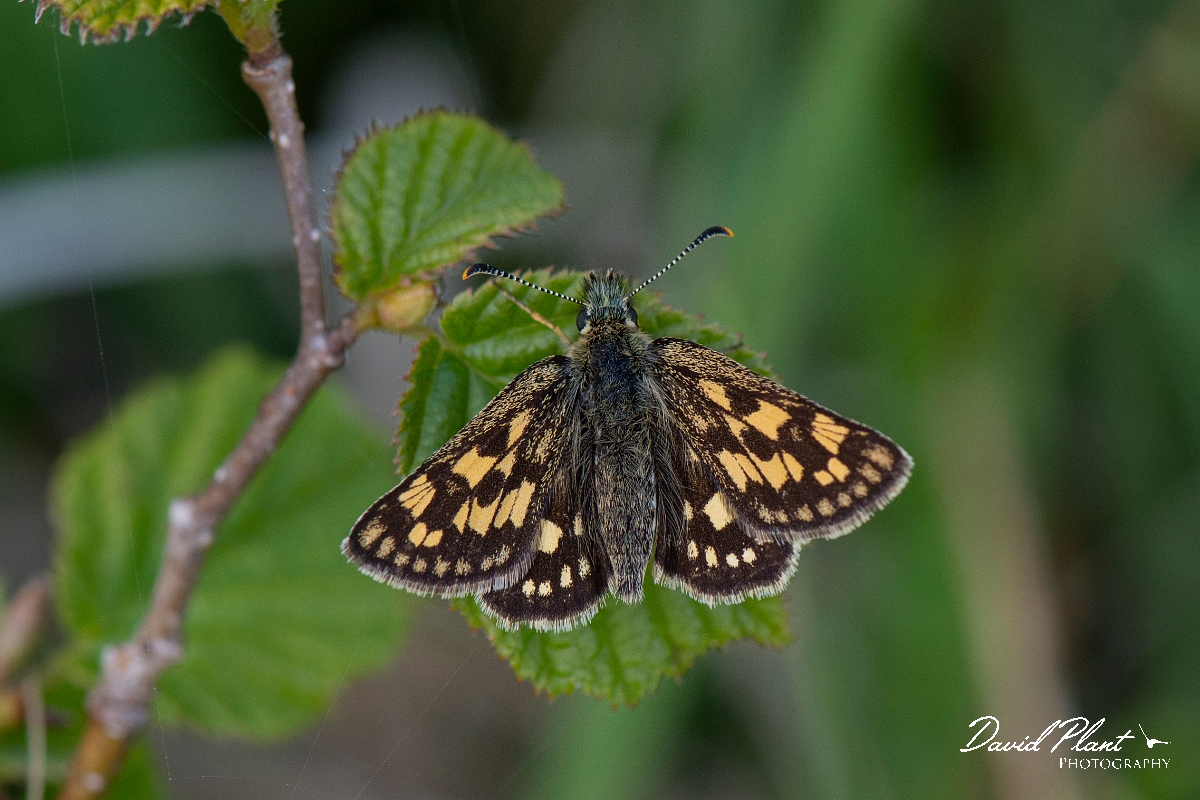 David Plant Photography - Wildlife Photography - Chequered skipper - E.JPG - Chequered skipper - Argyll