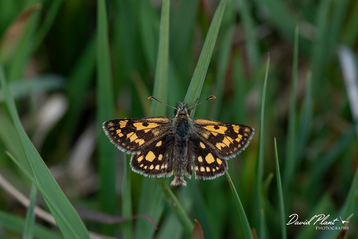 David Plant Photography - Wildlife Photography - Chequered skipper - F.JPG - Chequered skipper - Argyll