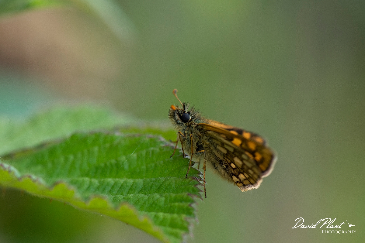 David Plant Photography - Wildlife Photography - Chequered skipper - G.JPG - Chequered skipper, underside - Argyll
