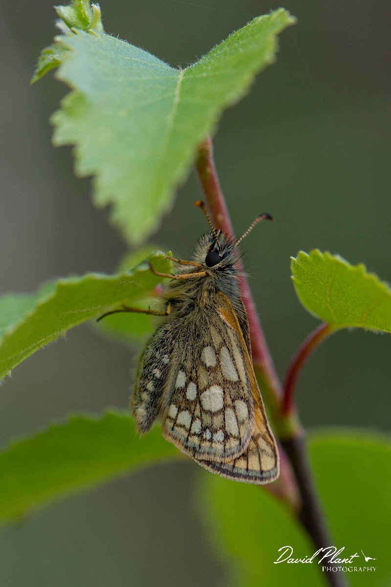 David Plant Photography - Wildlife Photography - Chequered skipper - H.JPG - Chequered skipper, underside - Argyll