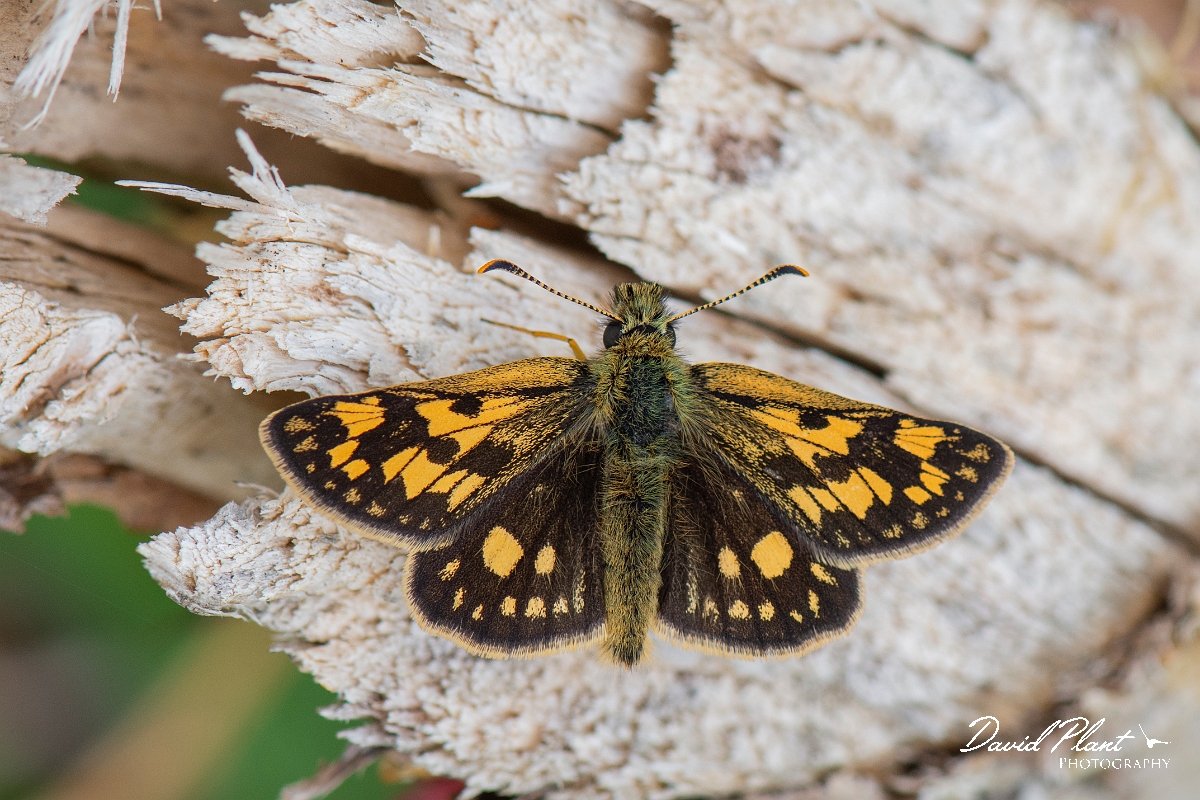 David Plant Photography - Wildlife Photography - Chequered skipper - J.JPG - Chequered skipper - Argyll