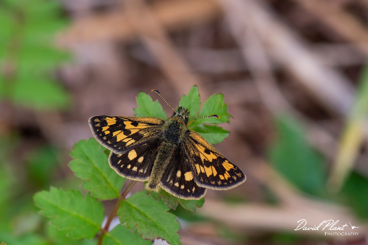 David Plant Photography - Wildlife Photography - Chequered skipper - K.JPG - Chequered skipper - Argyll