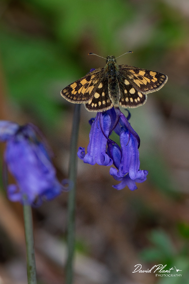 David Plant Photography - Wildlife Photography - Chequered skipper - L.JPG - Chequered skipper - Argyll