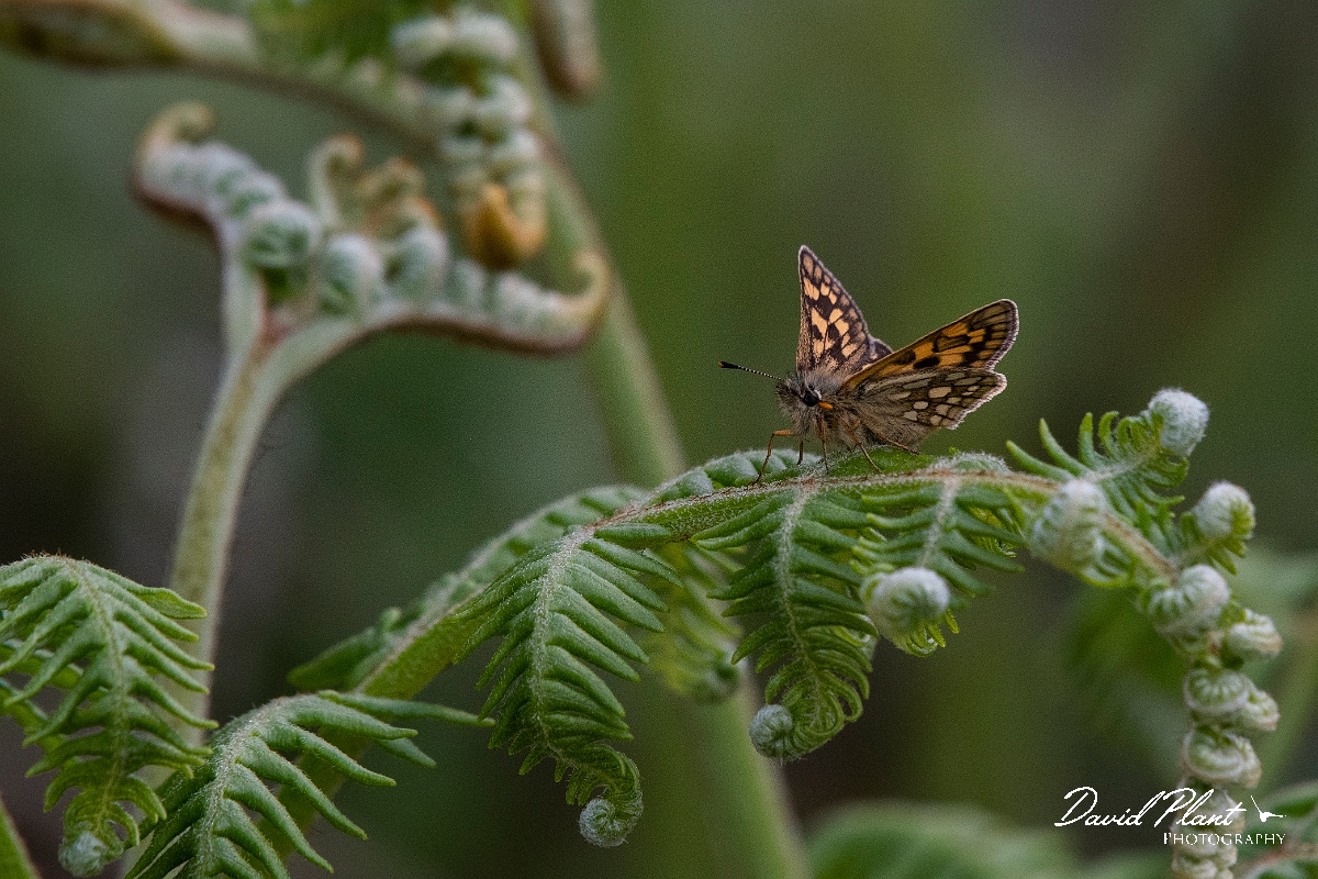 David Plant Photography - Wildlife Photography - Chequered skipper - N.JPG - Chequered skipper - Argyll