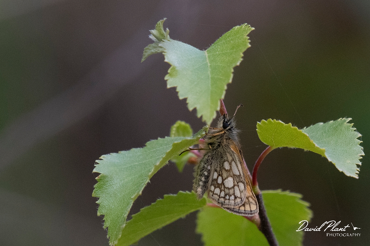 David Plant Photography - Wildlife Photography - Chequered skipper - P.JPG - Chequered skipper, underside - Argyll