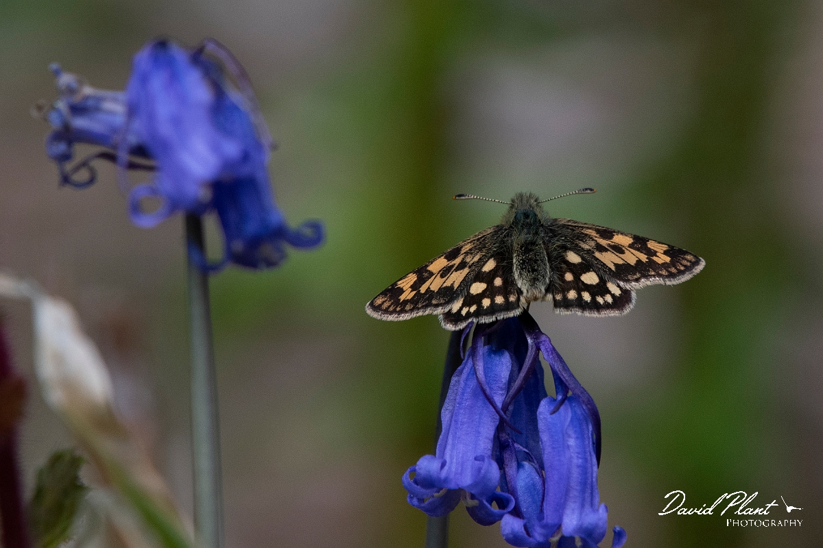 David Plant Photography - Wildlife Photography - Chequered skipper - R.JPG - Chequered skipper - Argyll