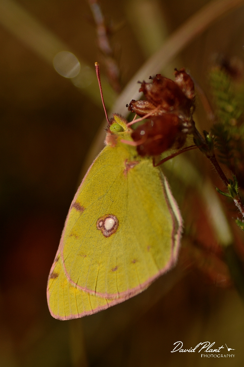 David Plant Photography - Wildlife Photography - Clouded yellow - A.jpg - Clouded yellow - Dorset