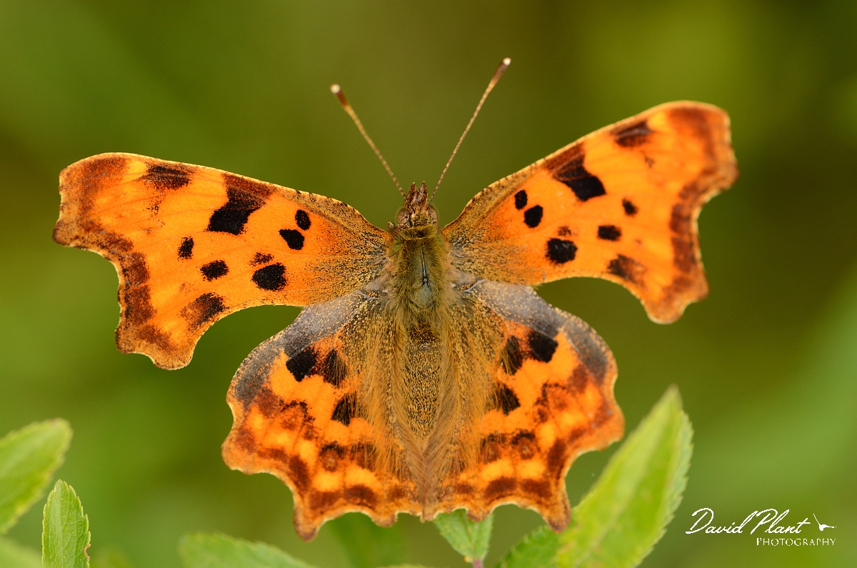 David Plant Photography - Wildlife Photography - Comma - B.jpg - Comma - Cambridgeshire