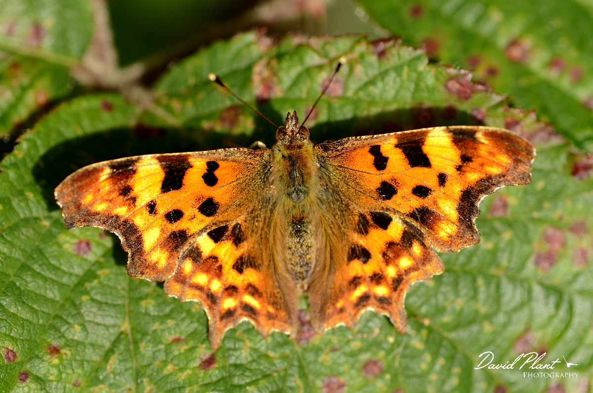 David Plant Photography - Wildlife Photography - Comma - C.jpg - Comma - Bedfordshire