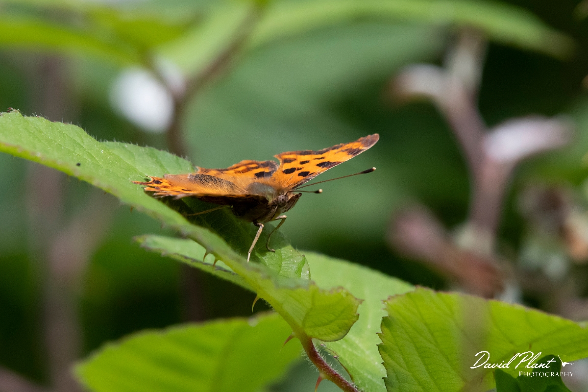 David Plant Photography - Wildlife Photography - Comma - F.jpg - Comma - Cambridgeshire