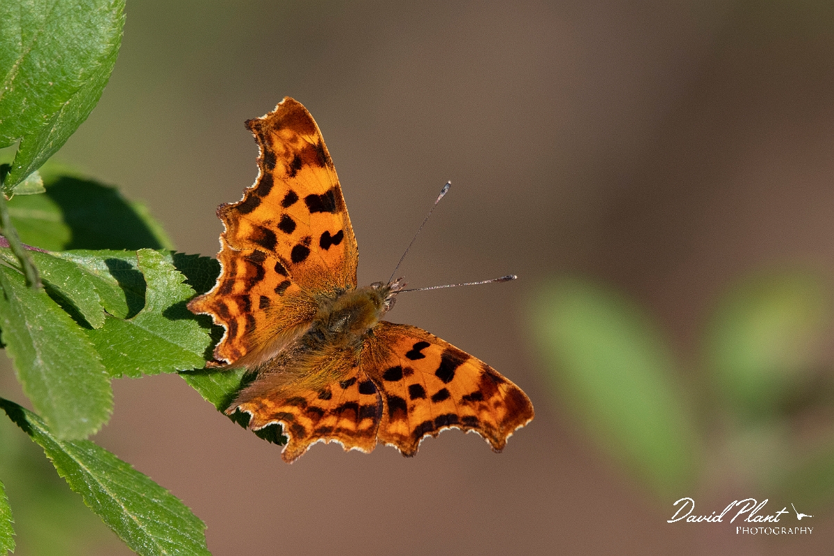 David Plant Photography - Wildlife Photography - Comma - H.jpg - Comma - Cambridgeshire