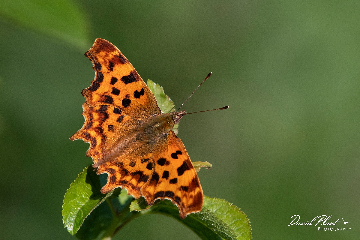 David Plant Photography - Wildlife Photography - Comma - I.jpg - Comma - Cambridgeshire