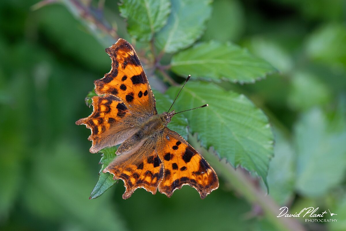 David Plant Photography - Wildlife Photography - Comma - J.jpg - Comma, Polygonia c-album - North Somerset