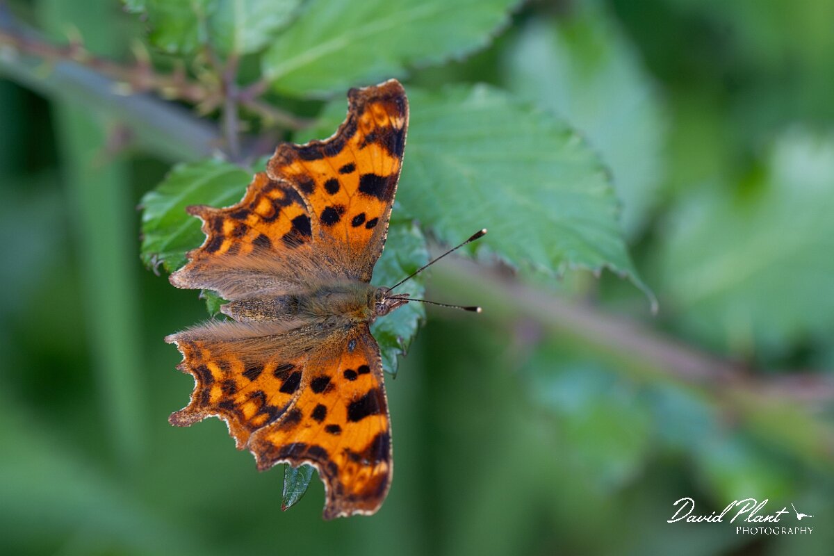 David Plant Photography - Wildlife Photography - Comma - K.jpg - Comma, Polygonia c-album - North Somerset